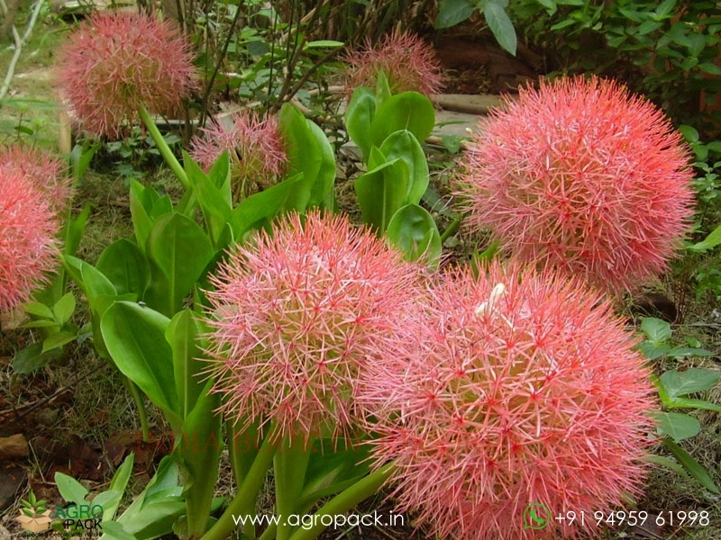 Scadoxus-multiflorus4