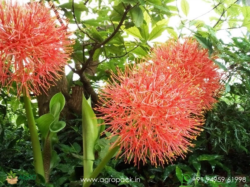 Scadoxus-multiflorus5