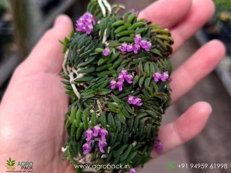 Schoenorchis-scolopendria-Orchid1