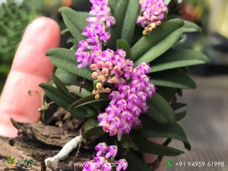 Schoenorchis-scolopendria-Orchid2