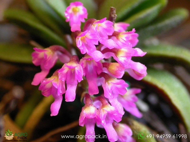 Schoenorchis-scolopendria-Orchid3
