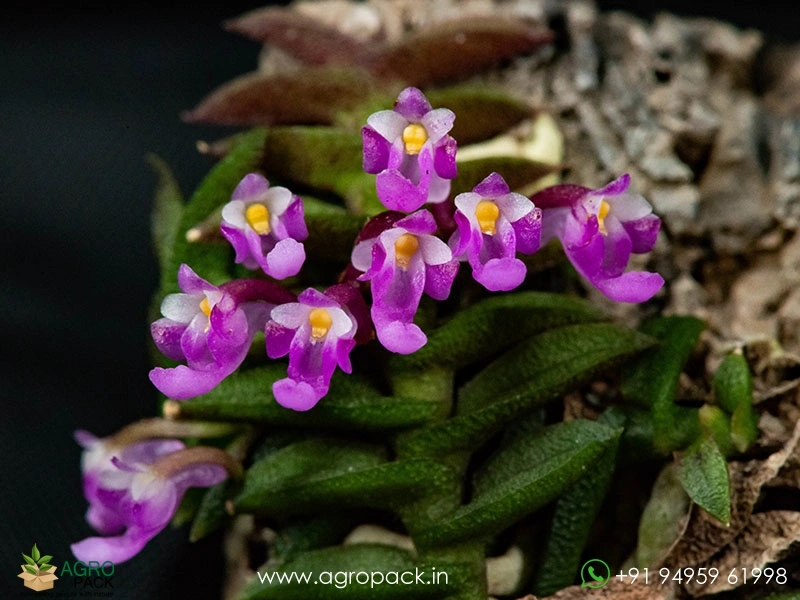 Schoenorchis-scolopendria-Orchid4
