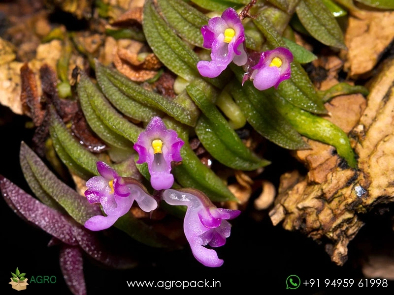 Schoenorchis-scolopendria-Orchid5