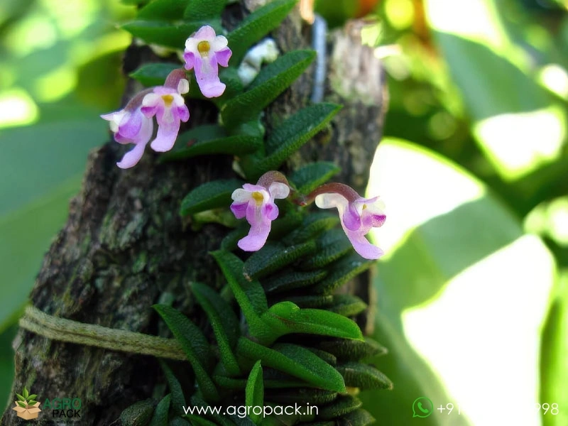 Schoenorchis-scolopendria-Orchid6