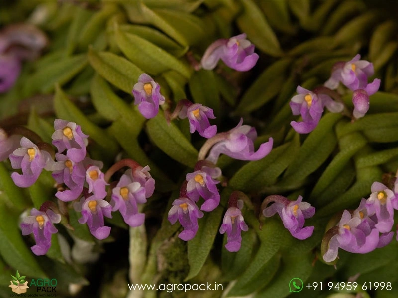 Schoenorchis-scolopendria-Orchid7
