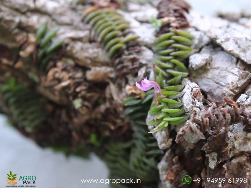 Schoenorchis-scolopendria-Orchid8