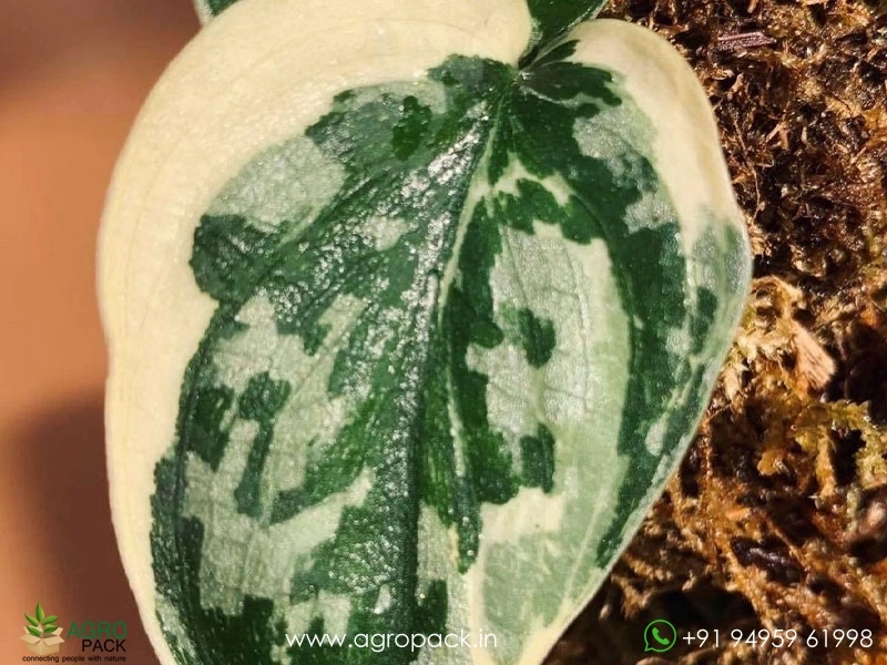 Scindapsus-Exotica-Albo2