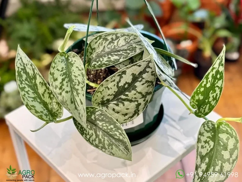 Scindapsus-Pictus-Silver-Lady4