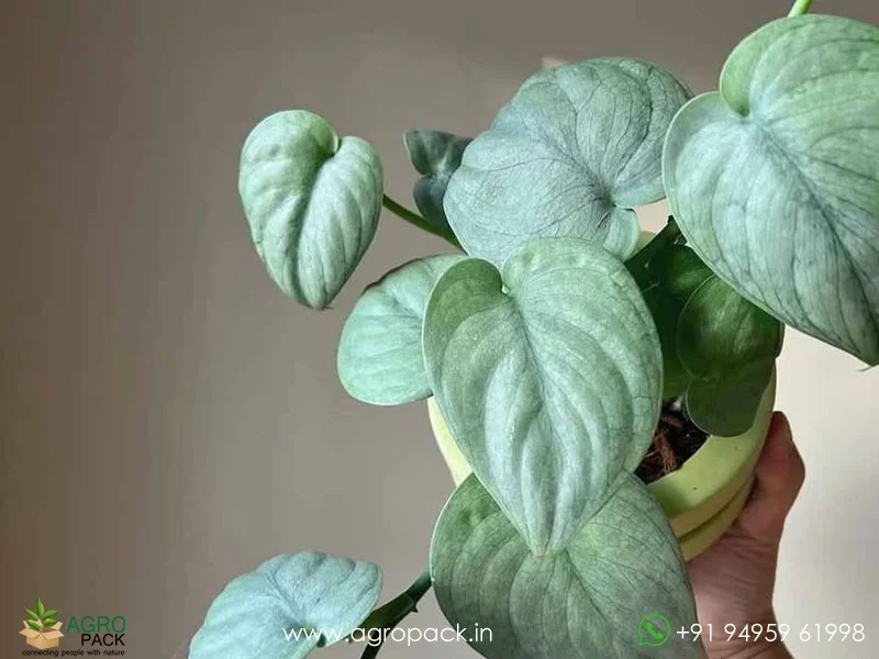 Scindapsus-Silver-Hero1