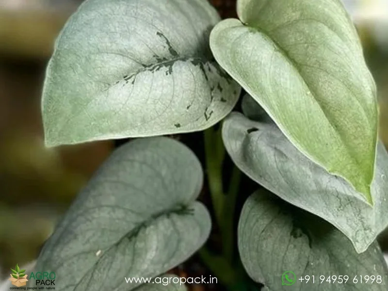 Scindapsus-Silver-Hero5