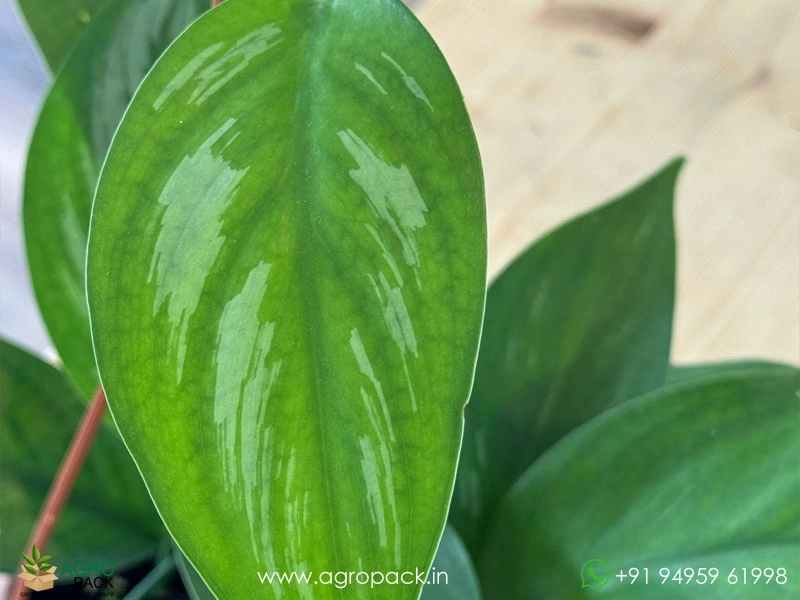 Scindapsus-officinalis4