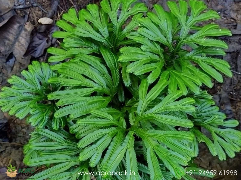 Selaginella-magnifica-Fern1