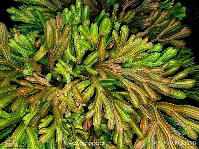 Selaginella-magnifica-Fern2
