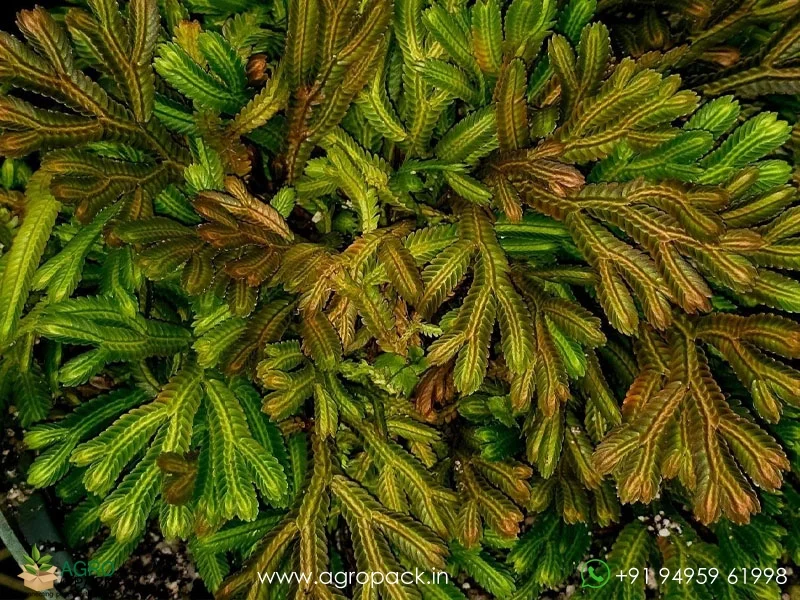 Selaginella-magnifica-Fern3