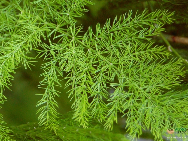Shatavari1