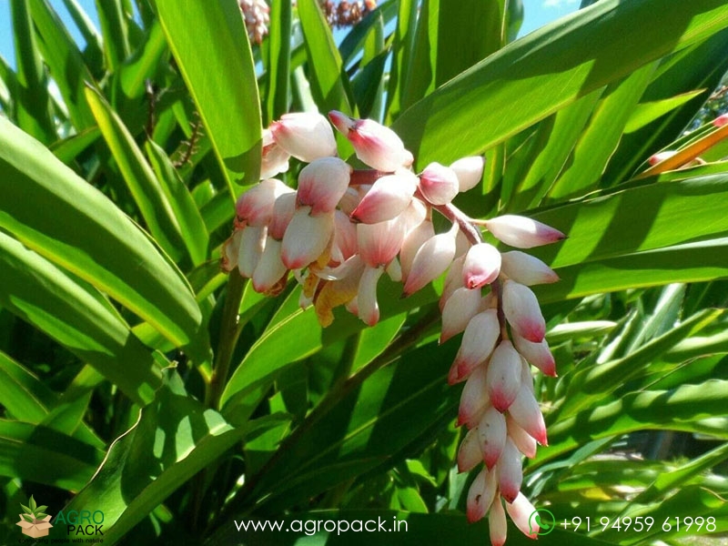 Shell--Ginger1