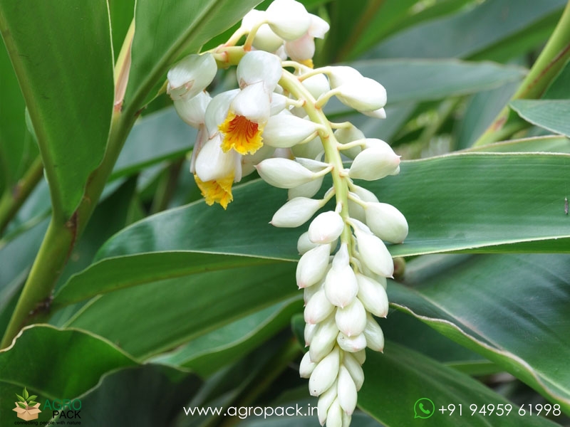 Shell--Ginger3