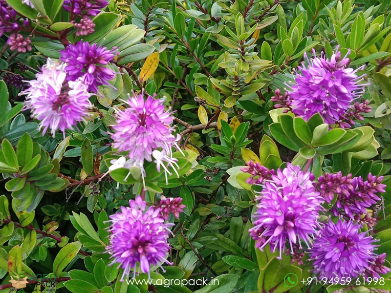 Shrubby-Veronica1