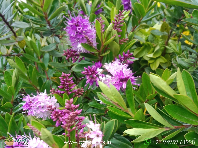 Shrubby-Veronica3