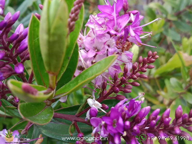 Shrubby-Veronica5