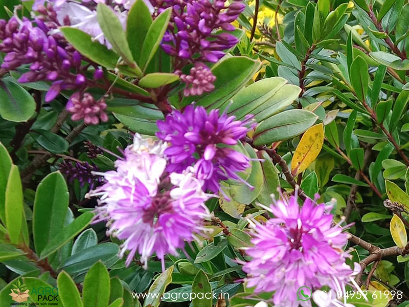 Shrubby-Veronica6