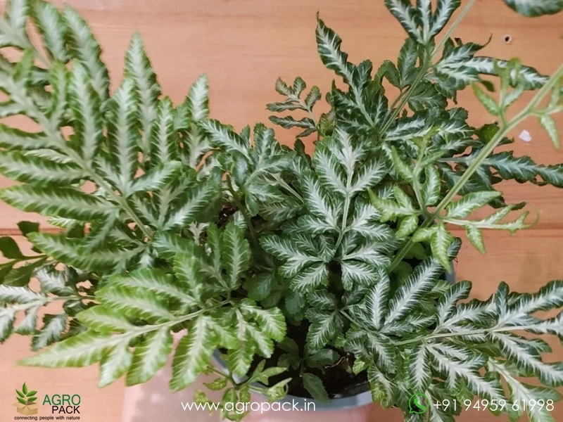 Silver-Lace-Fern2