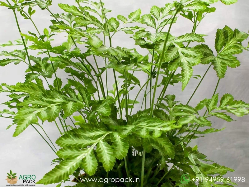 Silver-Lace-Fern3