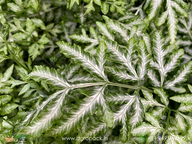 Silver-Lace-Fern5
