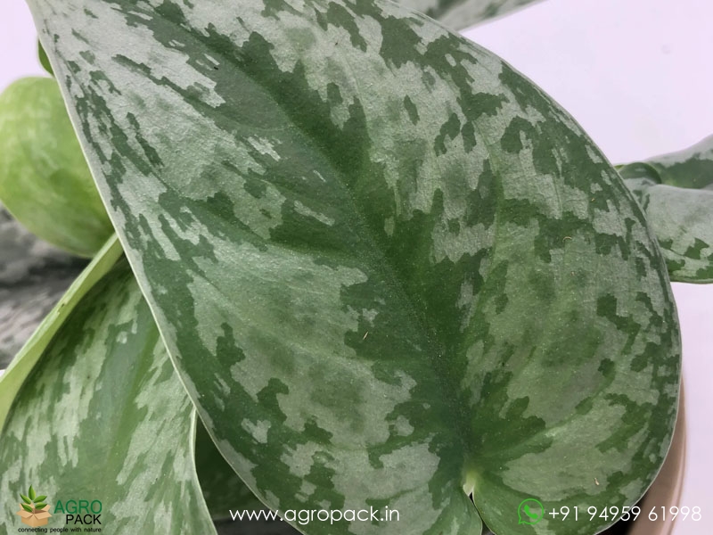 Silver-Satin-Pothos2