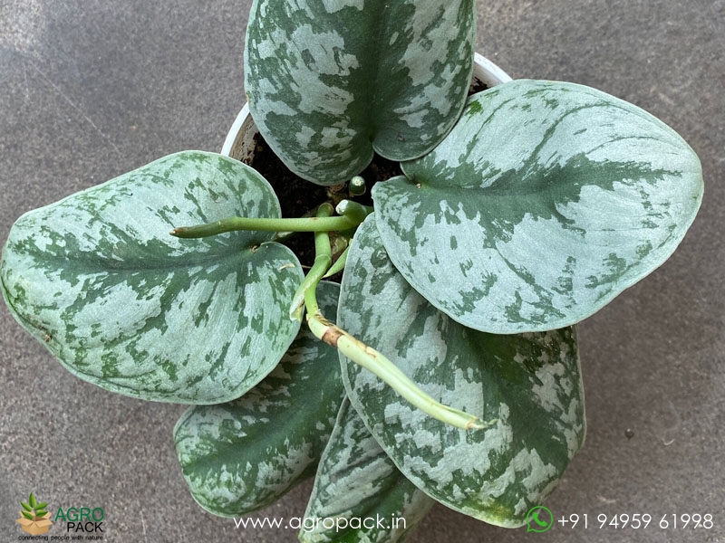 Silver-Satin-Pothos3
