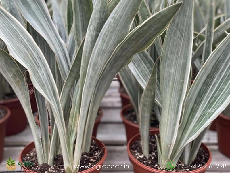 Silver Siam Sansevieria Plant For Sale In India | Online plant nursery