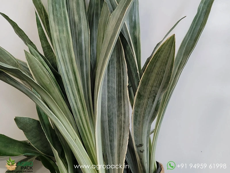 Silver Siam Sansevieria Plant For Sale In India | Online plant nursery