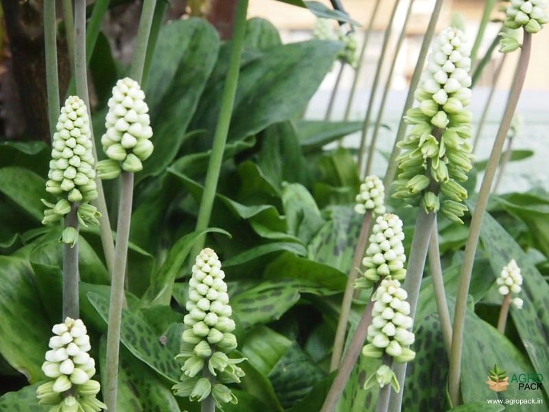 Silver-Squill1