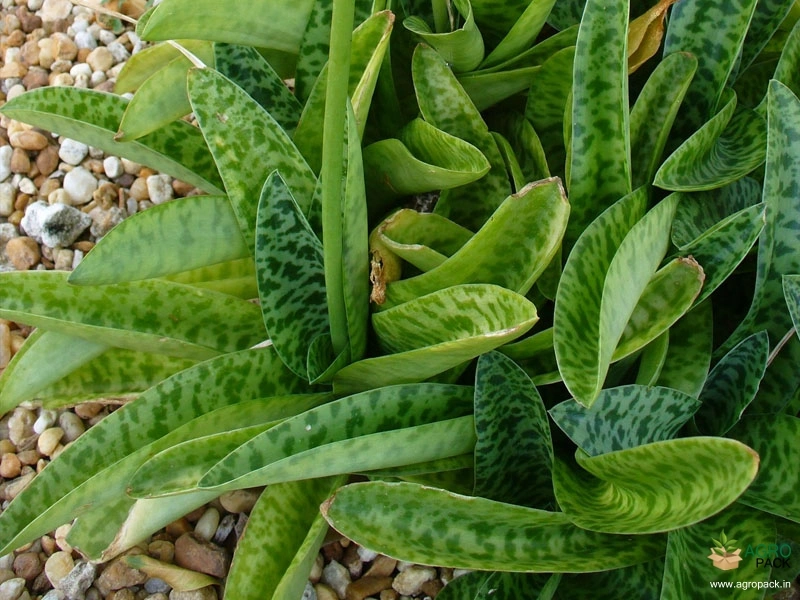 Silver-Squill3
