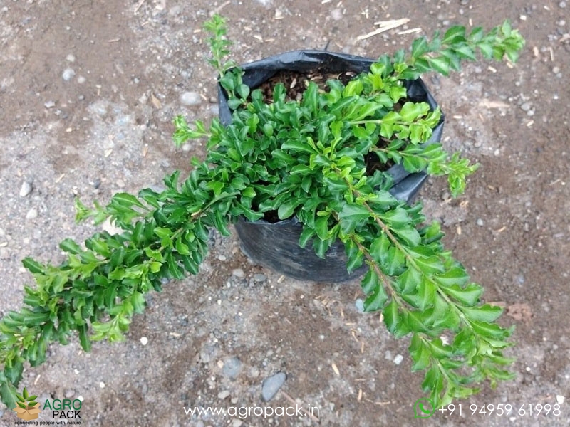 Sleeping-Duranta2