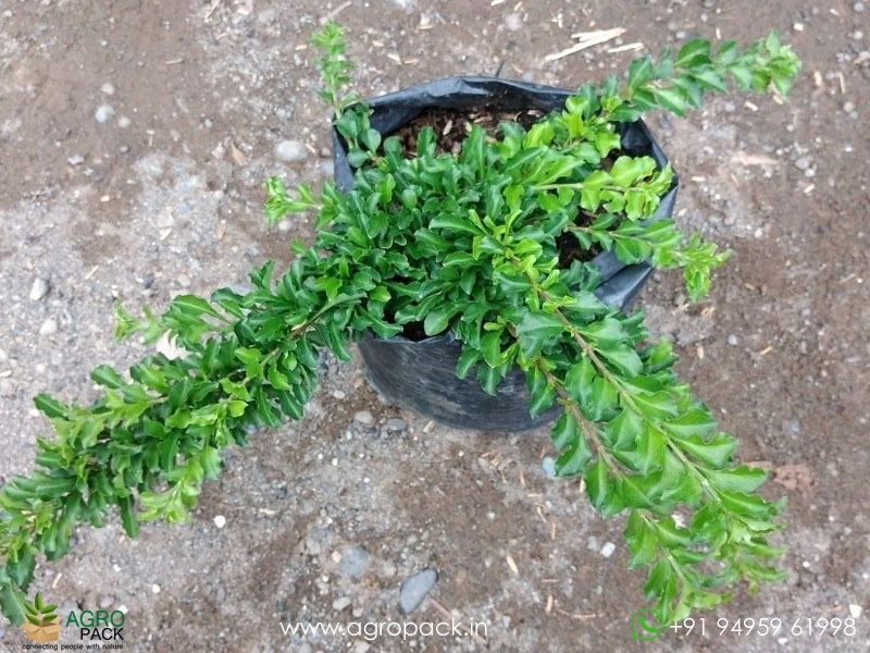 Sleeping-Duranta2