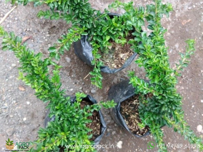 Sleeping-Duranta3