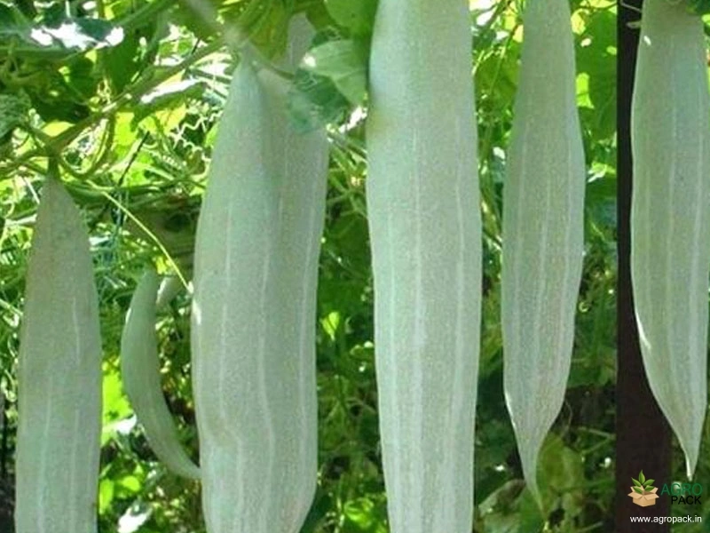 Snake-Gourd3
