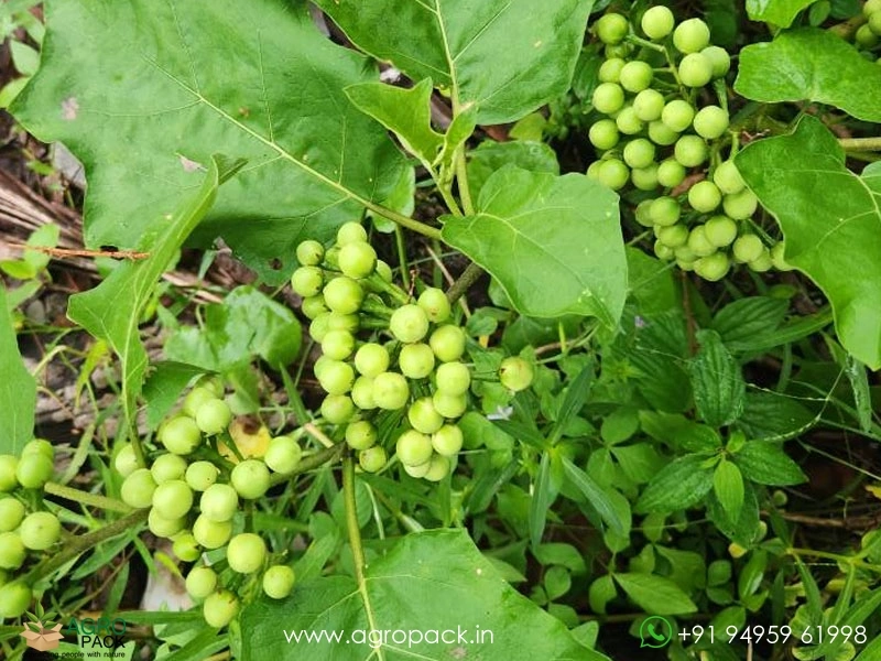 Solanum-torvum1
