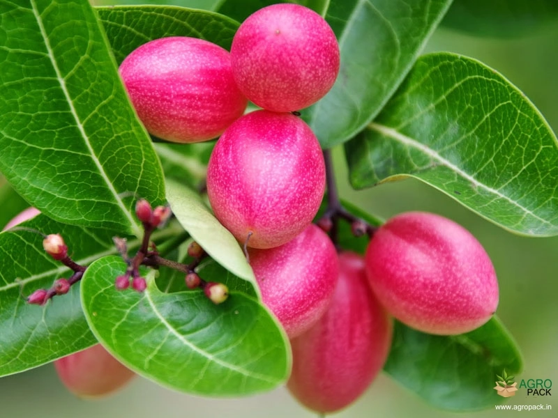 Sour-Cherry-3