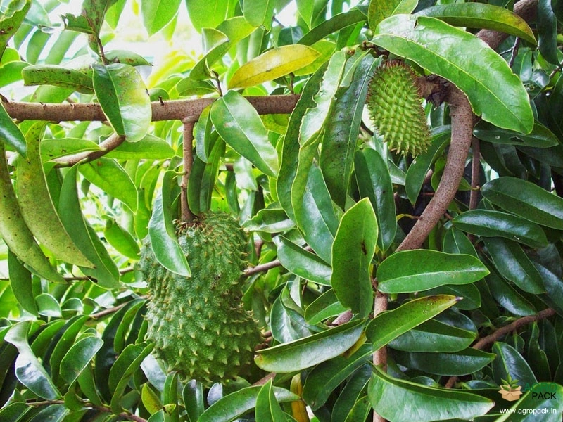 Soursop3