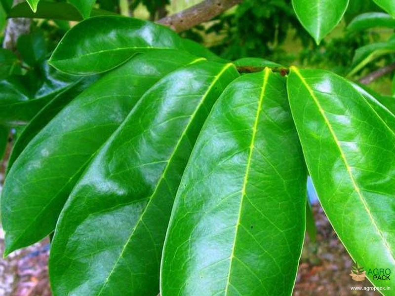 Soursop5