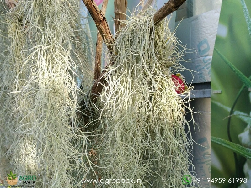 Spanish-Moss2