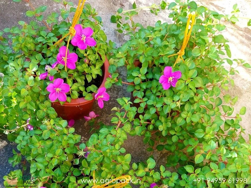 Spanish-Shawl1