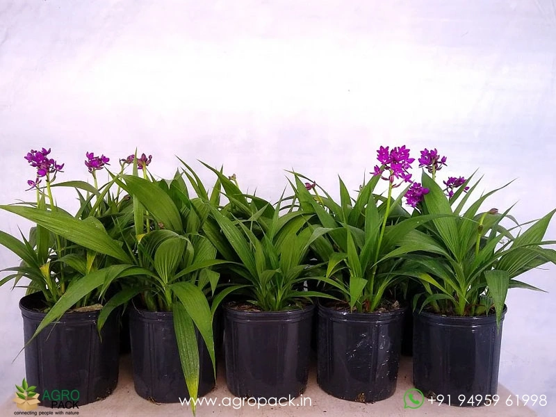 Spathoglottis-plicata-Ground-Orchid1