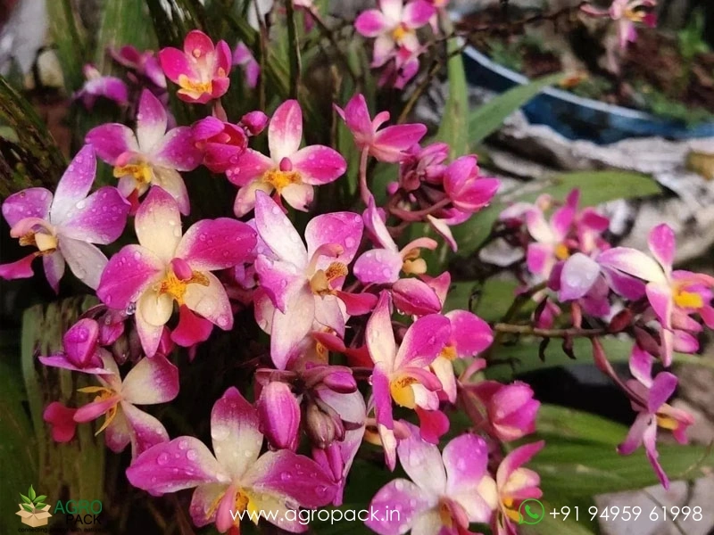 Spathoglottis-plicata-Ground-Orchid11
