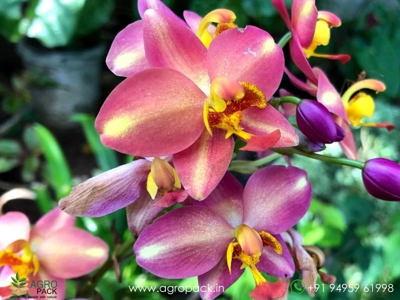 Spathoglottis-plicata-Ground-Orchid6