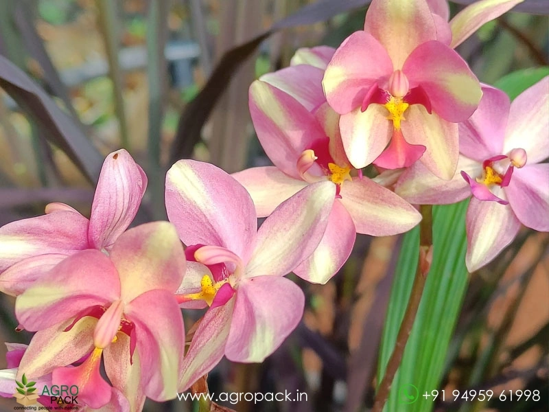 Spathoglottis-plicata-Ground-Orchid8