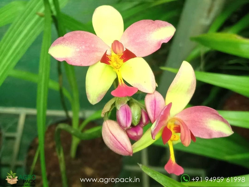 Spathoglottis-plicata-Ground-Orchid9