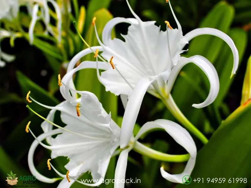 Spider-lily1